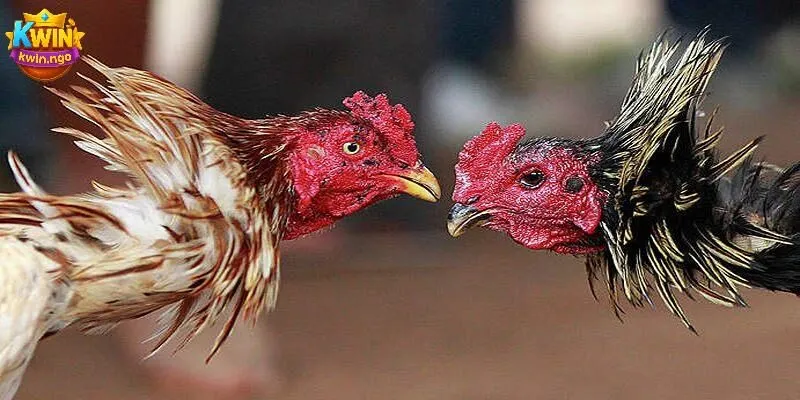 Đánh bại đối thủ - chiến thuật quyết định