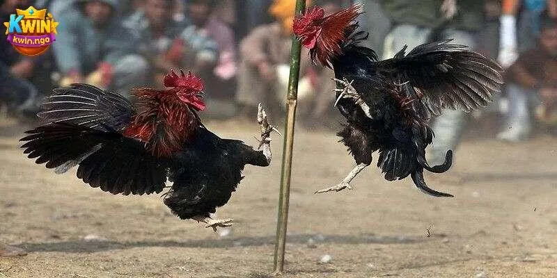 Đá gà mạng là gì?