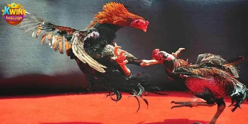 Những mẹo nhỏ để đọc kèo đá gà chính xác